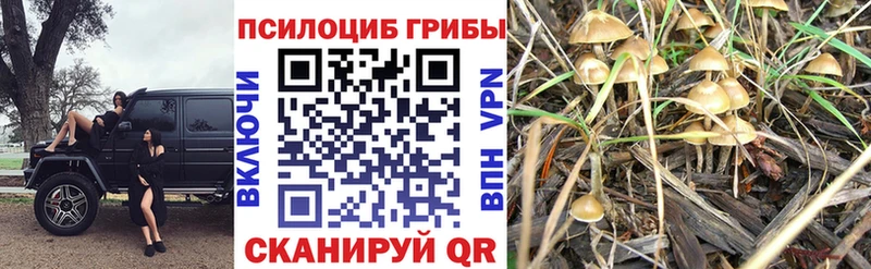 Псилоцибиновые грибы Cubensis  Королёв 